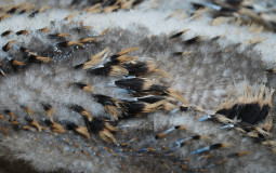 Feathers beginning to poke through.
