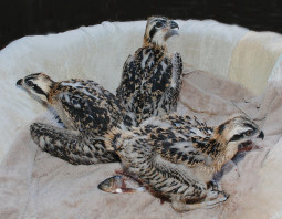 Three young osprey chicks.