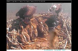 Osprey family in nest near the Calgary Zoo, July 3, 2015 (via Enmax webcam)