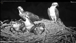 Nest cameras reveal the secret lives of ospreys. 