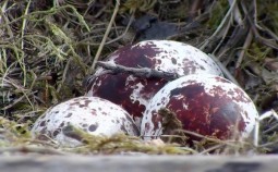 In Wales, Glesni has laid her clutch of three eggs. Photo courtesy Dyfi Osprey Project.