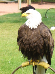 This bald eagle is a permanent resident at the Albert Birds of Prey Centre in Coaldale.