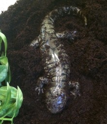 Taco-Charlie is a tiger salamander