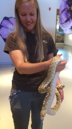 Sophie is a 7-foot gopher snake with loads of personality.