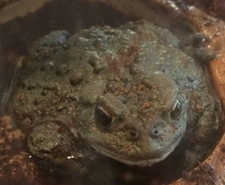 Gerry, the Western Toad, appeared to think I was going to feed him and followed my every move.