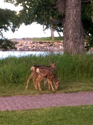I met a nice young family on the pathway in Waterton. Twins are twice the fun!