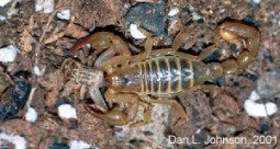Northern scorpions live in the Oldman River Valley! Yikes!   Photo credit: Dan Johnson