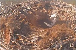 Action at the osprey nest by the Calgary Zoo is live-streamed by ENMAX