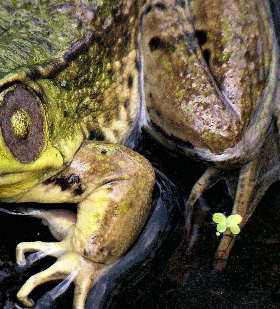 Amphibian or Reptile: Can you tell the difference? | Pamela McDowell