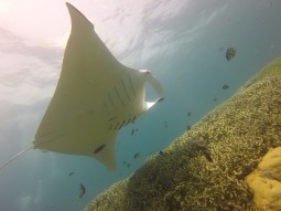 Manta rays can also be identified with photographs.
