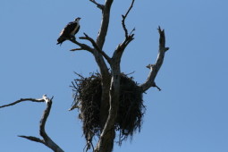 nest in Florida