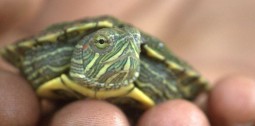 turtle baby